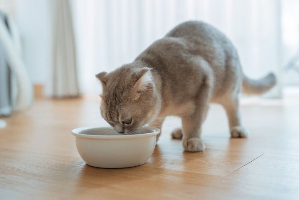 Gato sem fome: 6 dicas para melhorar o apetite do animal 