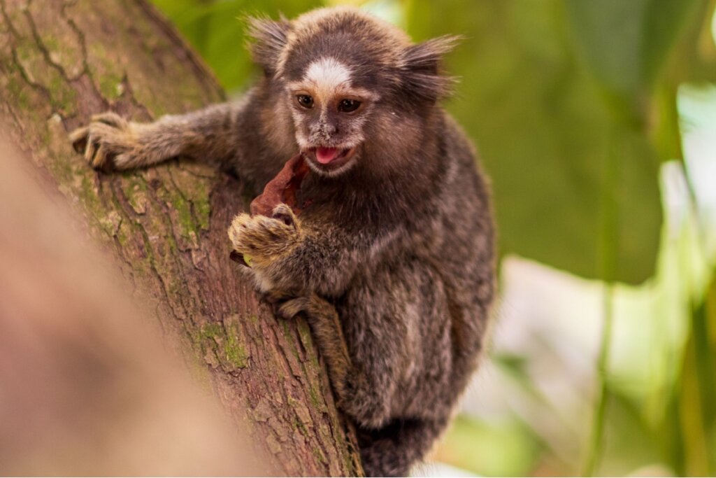 Sagui: 7 curiosidades sobre esse pequeno macaco 