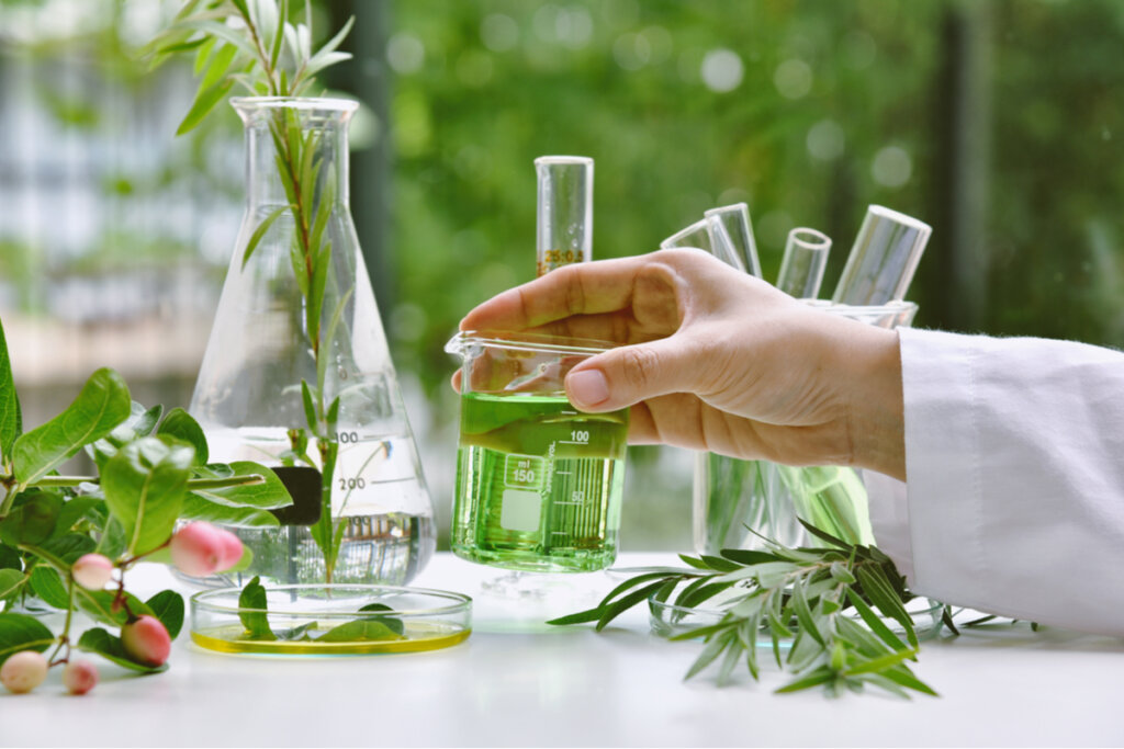 Plantas medicinais e fitoterápicos: veja os benefícios para a saúde