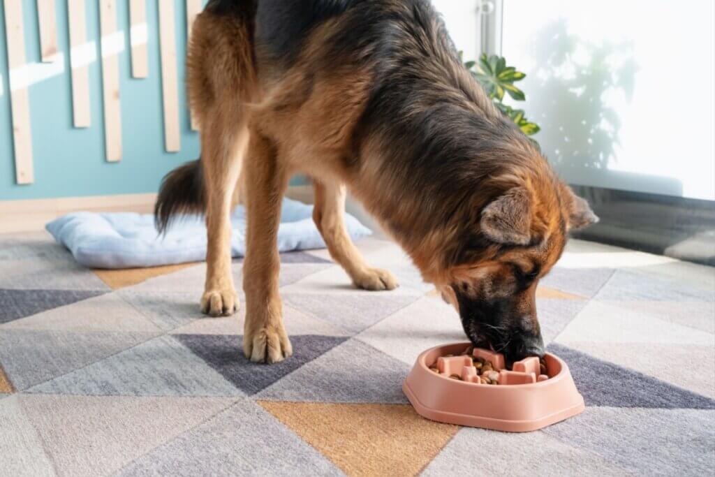 Festa junina: veja alimentos e bebidas típicos perigosos para cães e gatos