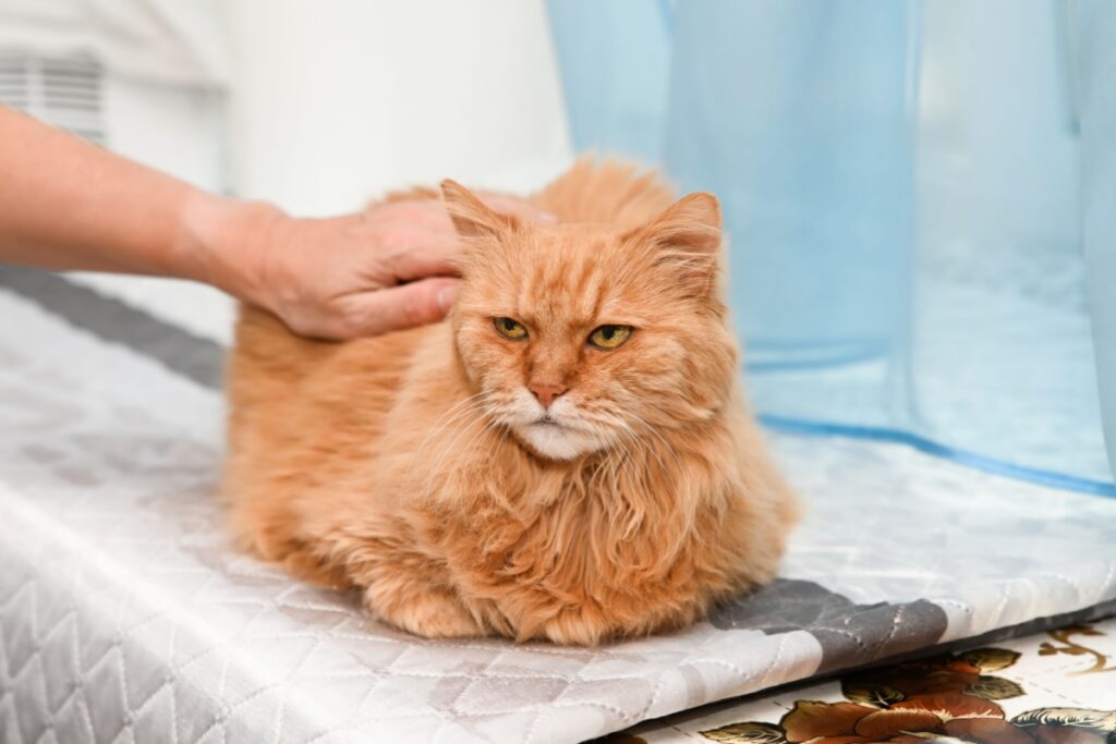 Terceira idade felina: 7 mudanças comportamentais de gatos idosos