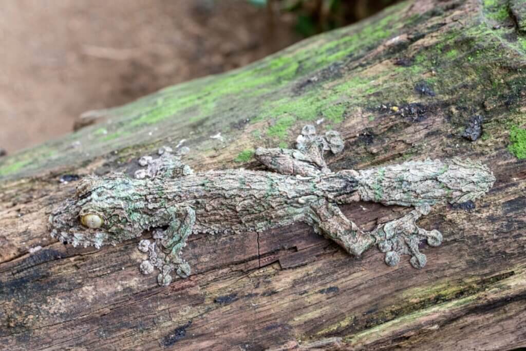Uma lagartixa-cauda-de-folha de cor verde e cinza com padrão de musgo está camuflada sobre um tronco de árvore coberto de musgo. O lagarto tem um corpo plano, grandes olhos amarelos e uma cauda larga que se assemelha a uma folha. O fundo é um solo de terra desfocado e vegetação verde.