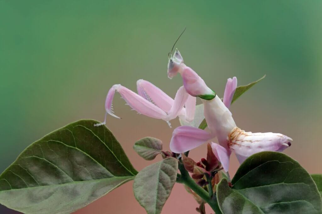 Um louva-a-deus orquídea rosa-claro está empoleirado no topo de folhas de plantas verdes, com as pernas dianteiras levantadas. O inseto é de cor rosa vibrante e branco, com o corpo de formato irregular e olhos esbugalhados. O fundo é um verde suave desfocado.