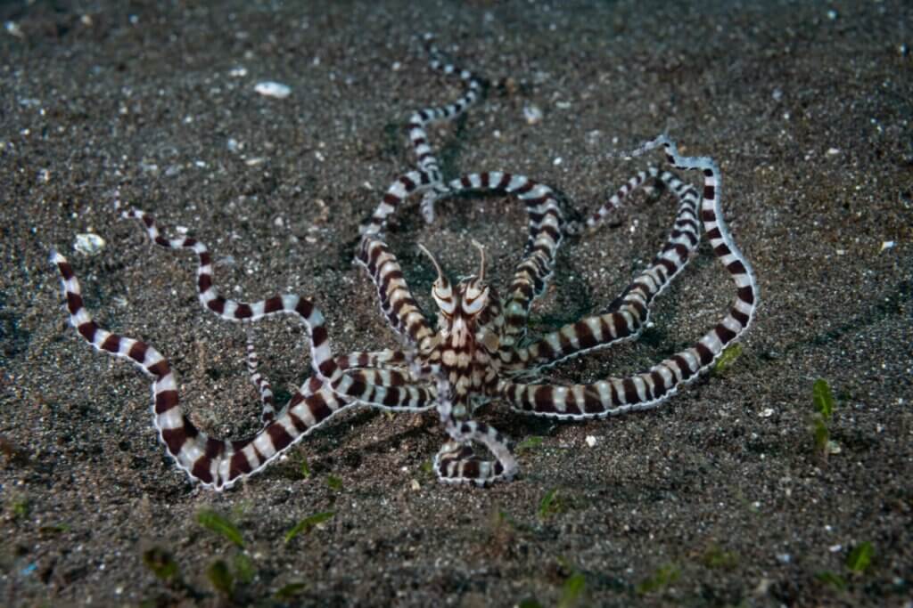 Um polvo-mímico marrom e branco com padrão listrado está rastejando sobre o fundo do mar arenoso e escuro. O polvo tem oito tentáculos longos e finos e dois olhos proeminentes. O fundo é areia fina com algumas plantas aquáticas verdes.