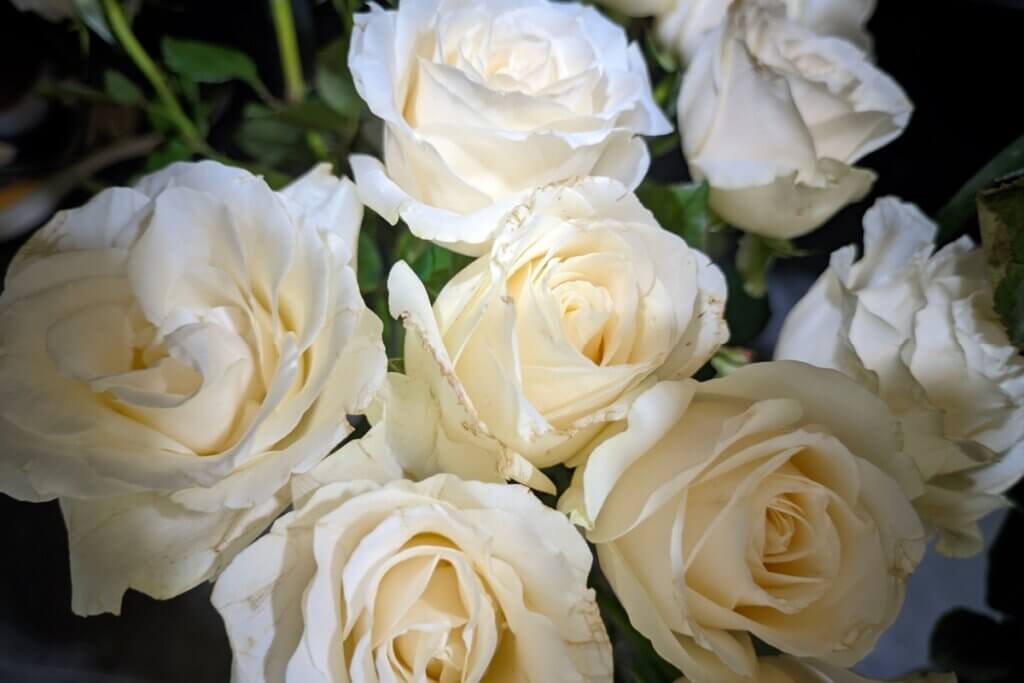 Rosas para o Dia dos Namorados: descubra qual cor combina com a sua história de amor