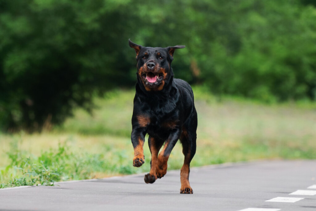 Rottweiler correndo ao ar livre