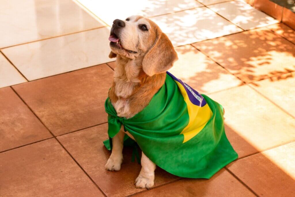 Seleção Brasileira: 13 nomes para cachorro inspirados nos maiores jogadores
