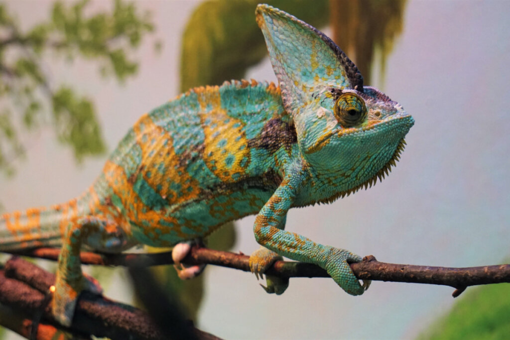 Reis da camuflagem: 7 animais que conseguem desaparecer na natureza 