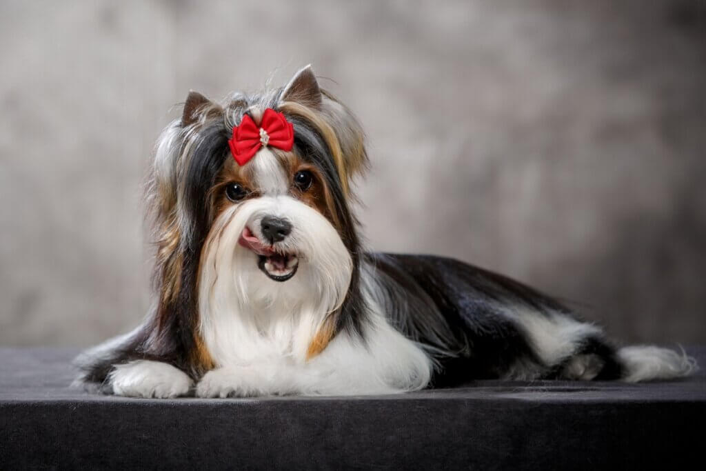 Biewer terrier: conheça as características do cachorro dessa raça 