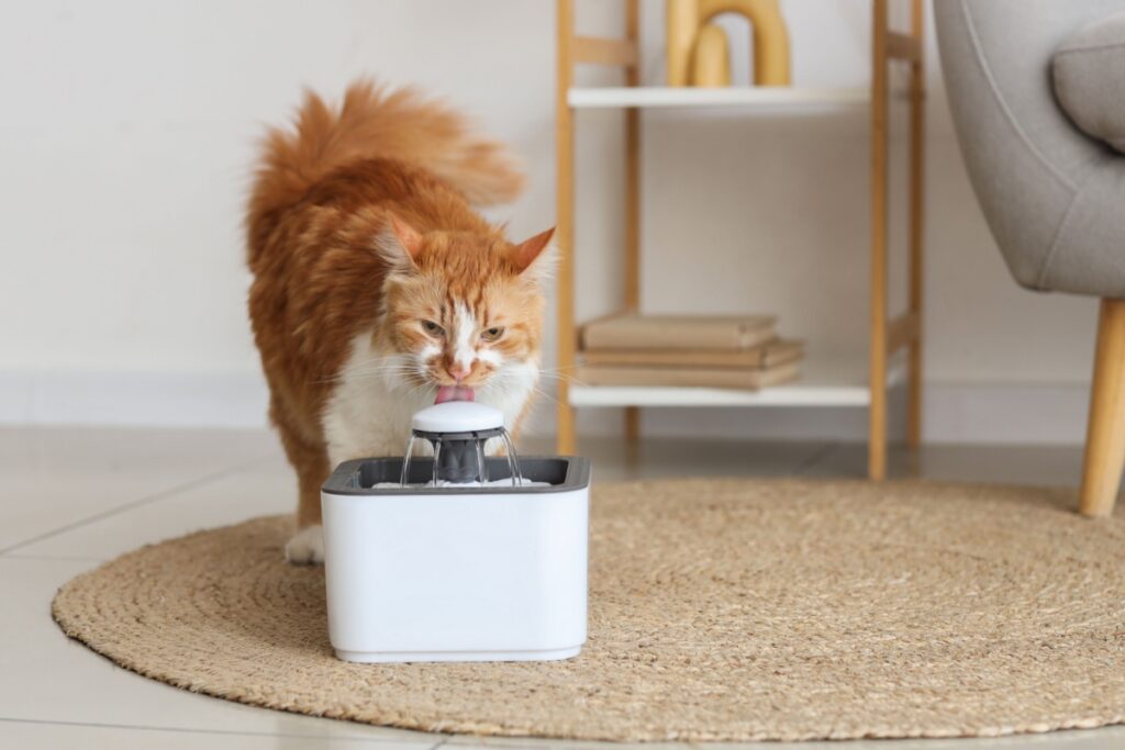 Pets na Copa do Mundo: 7 dicas para proteger o seu animal durante as comemorações