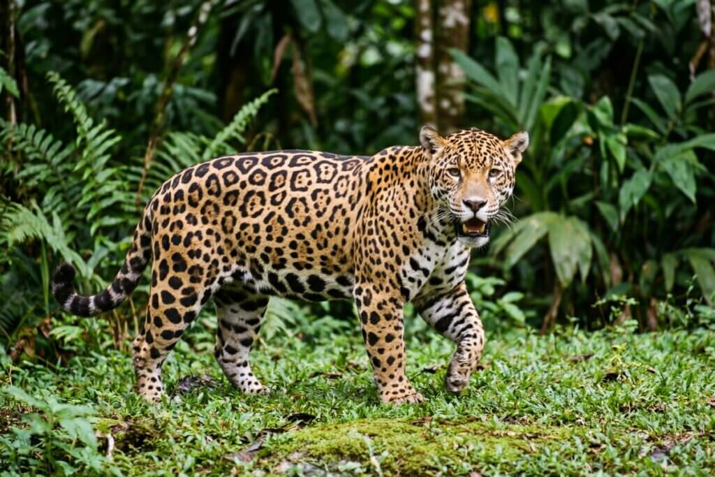 Onça-pintada andando em floresta