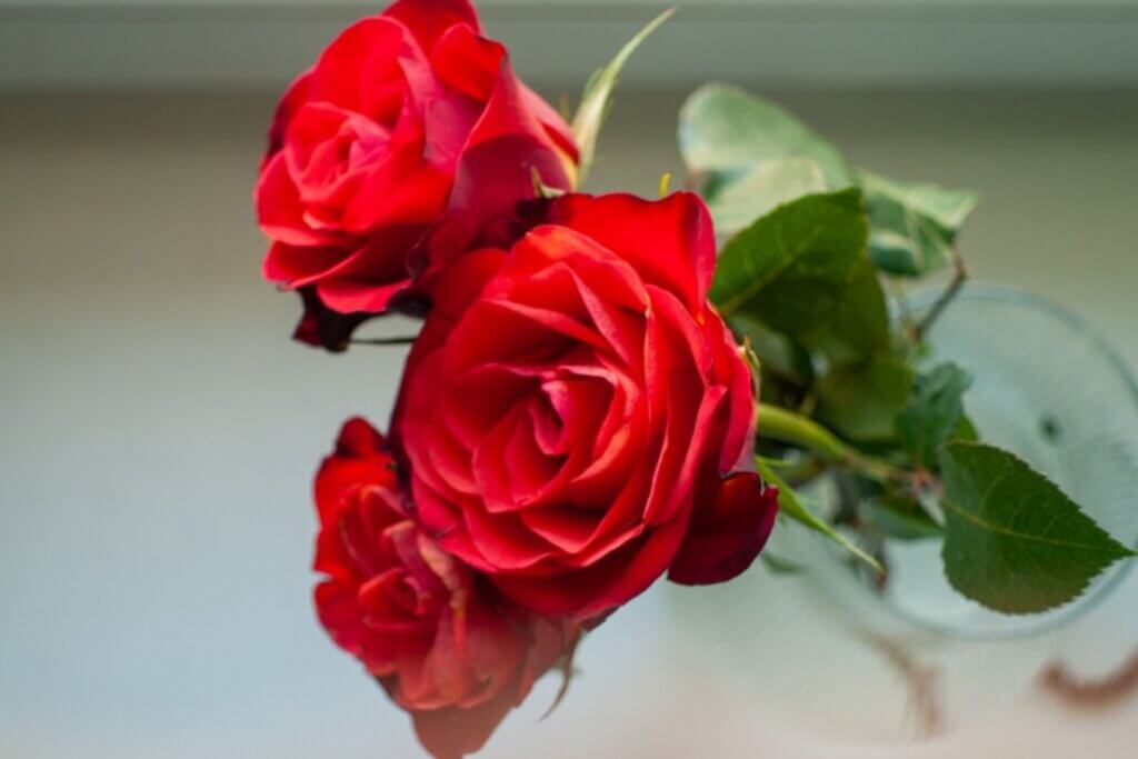 5 simpatias de Santo Antônio para atrair e fortalecer o amor