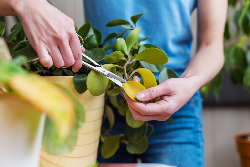 Como cuidar das plantas no inverno: 5 dicas essenciais