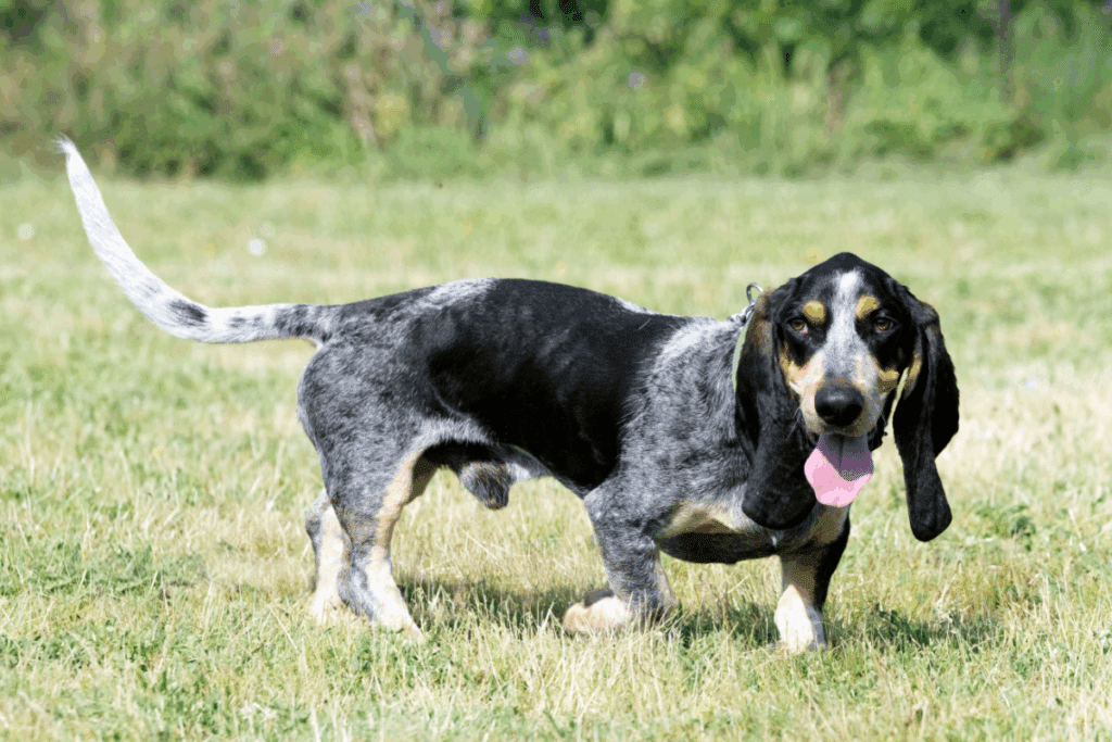 Basset azul da Gasconha: conheça as características do cachorro dessa raça