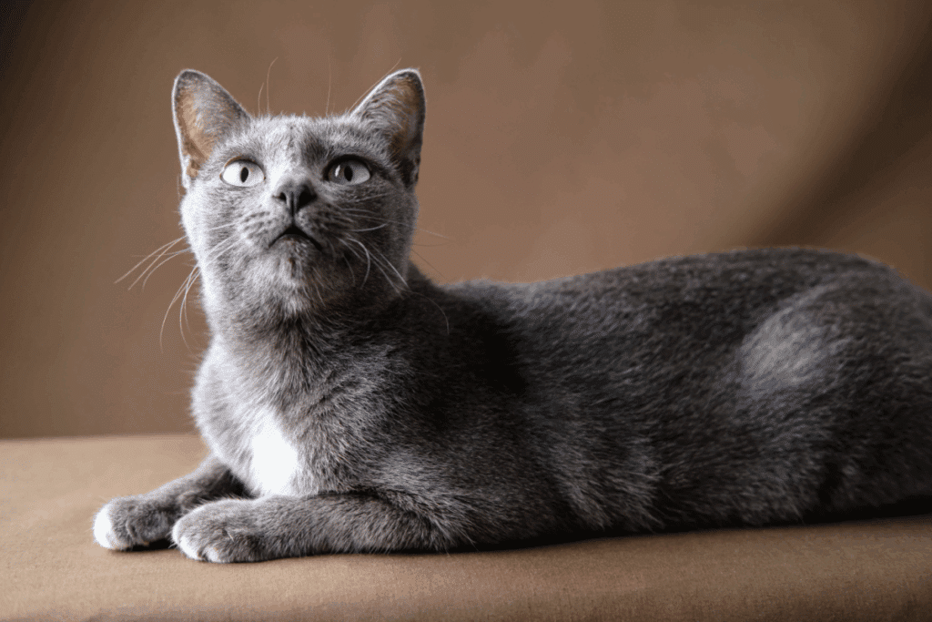 Um gato de pelagem cinza curto e uniforme, com olhos verdes expressivos, deitado e olhando para cima.
