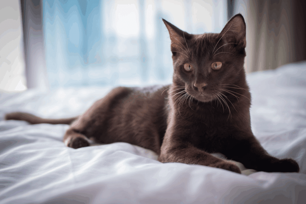 Um gato de pelagem curta em tom marrom sólido e uniforme, com olhos amarelados, deitado confortavelmente sobre uma cama branca.