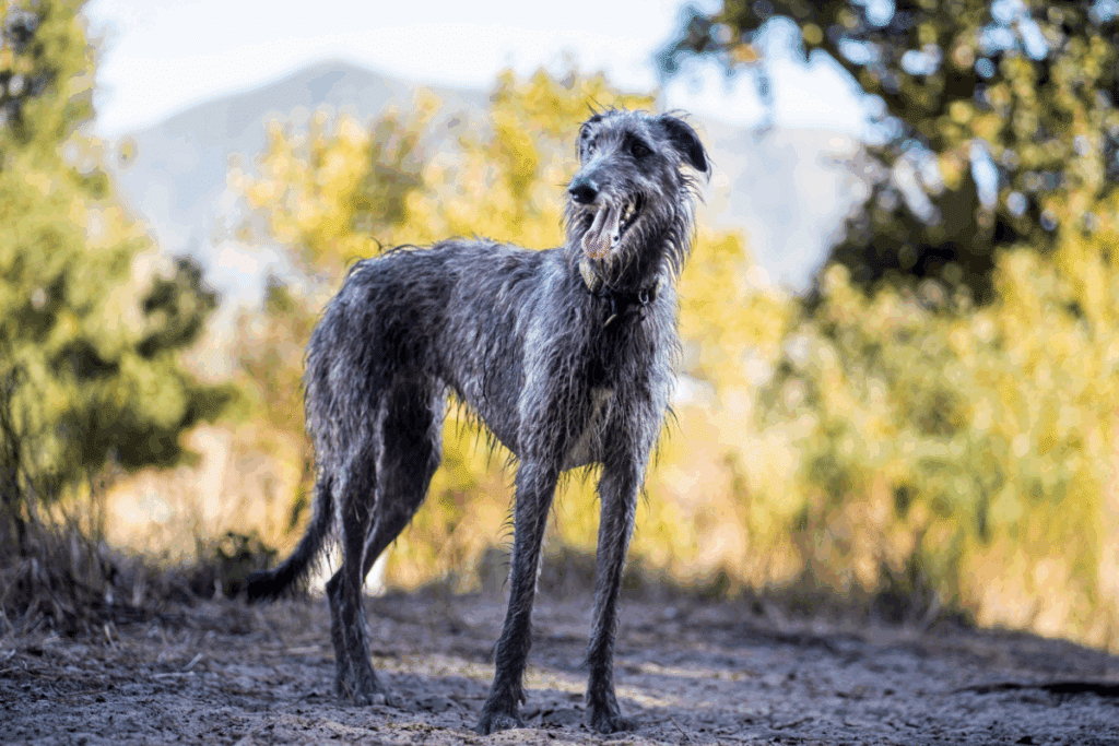 Deerhound: conheça as características do cachorro dessa raça 