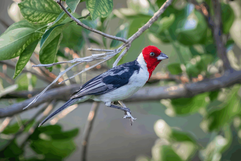 Cardeal-do-nordeste com cabeça vermelha, peito branco e asas pretas com cinza, visto de perfil em um galho de árvore.