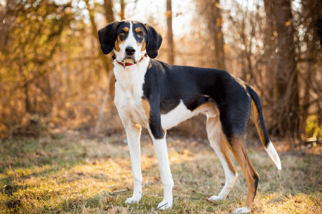 Um foxhound americano de porte médio e pelagem tricolor (preto, branco e marrom) em pé na grama alta.