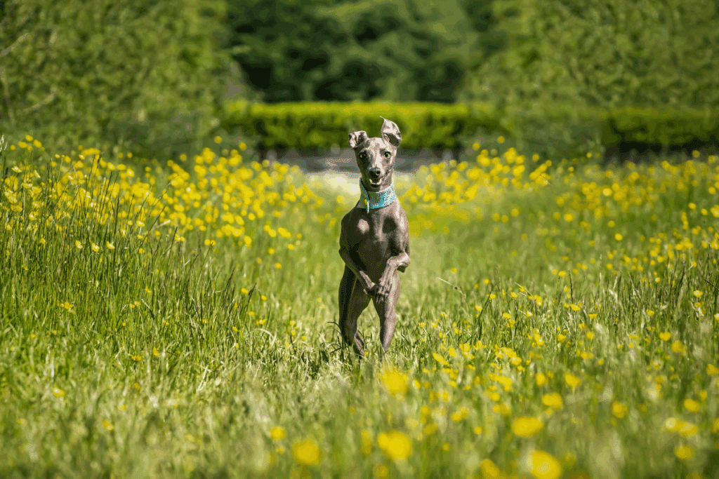 Pequeno lebrel italiano: conheça essa raça de cachorro elegante e cheia de energia