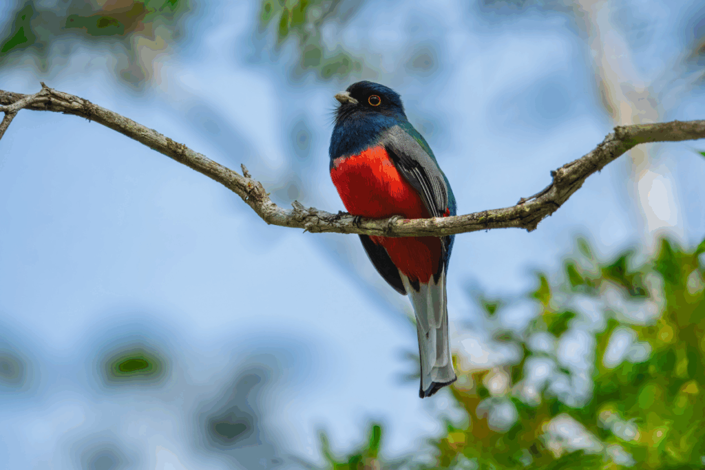 Surucuá-variado com o peito vermelho-vivo, cabeça e dorso azuis e cauda cinza, visto de frente em um galho seco.