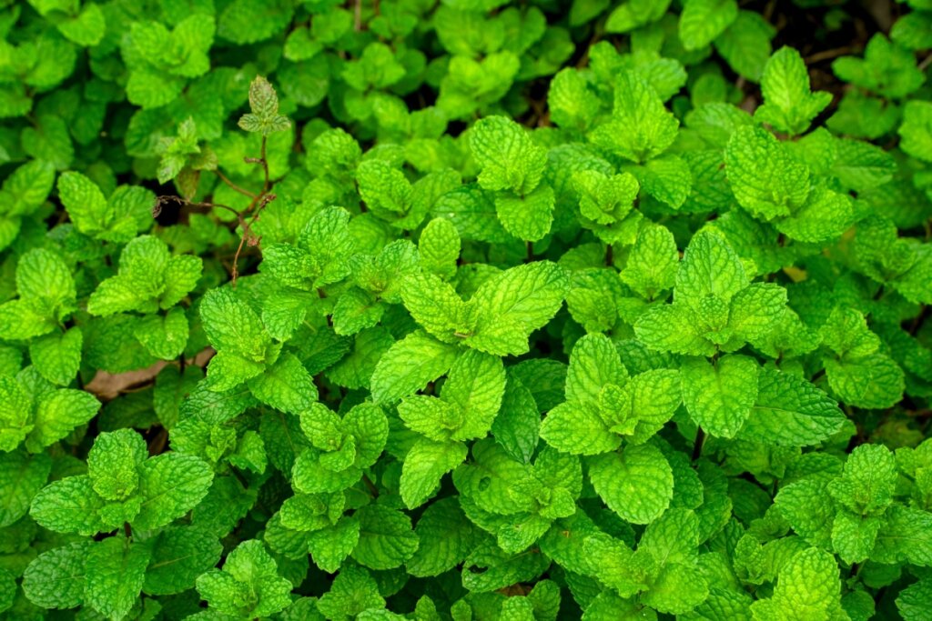 Planta de hortelã em jardim