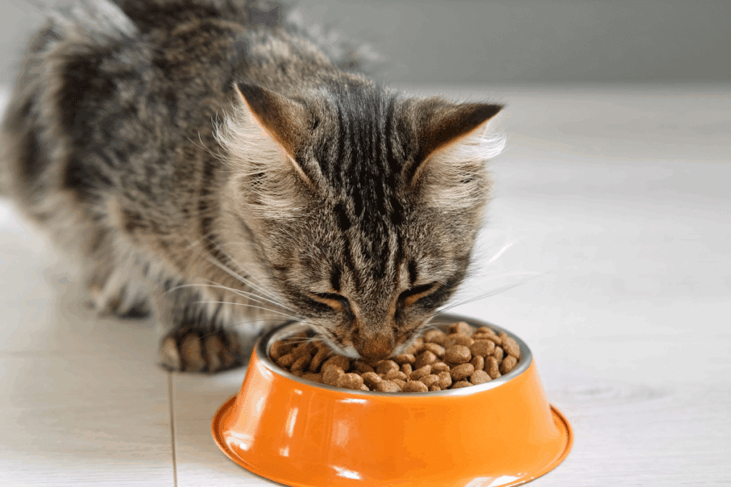 Muito além das bolas de pelo: o que você precisa saber sobre diarreia e vômitos crônicos em gatos