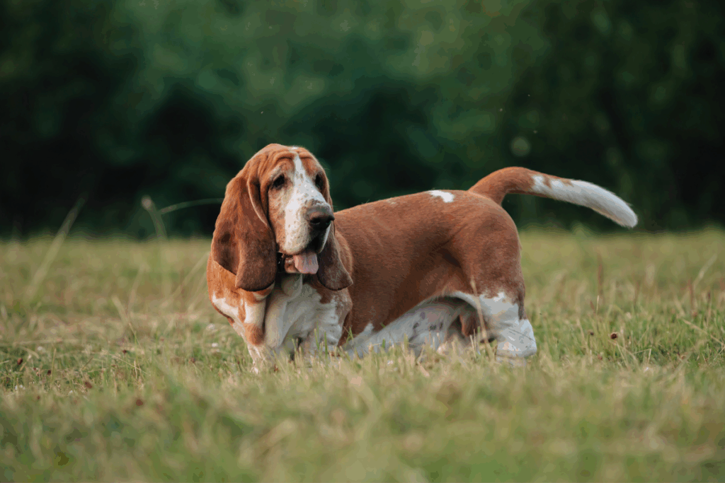 Parece tristeza, mas não é: conheça raças de cachorro com expressão melancólica 