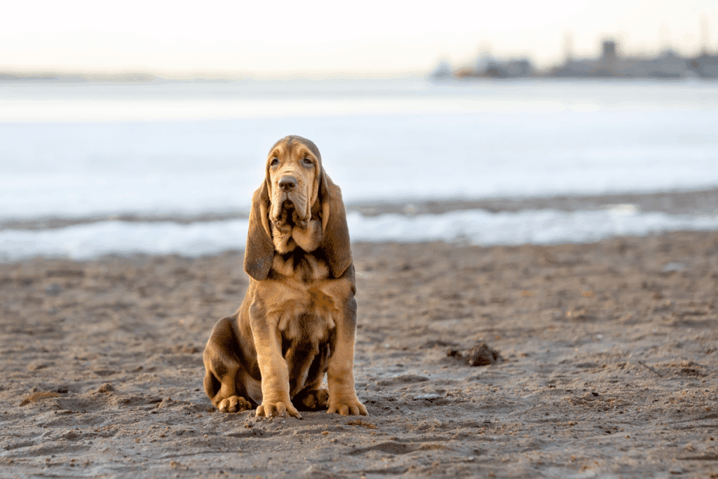 Cachorro da raça Bloodhound de pelagem marrom-avermelhada sentado na areia de uma praia. O cão possui orelhas bem longas e caídas, com dobras de pele no rosto.