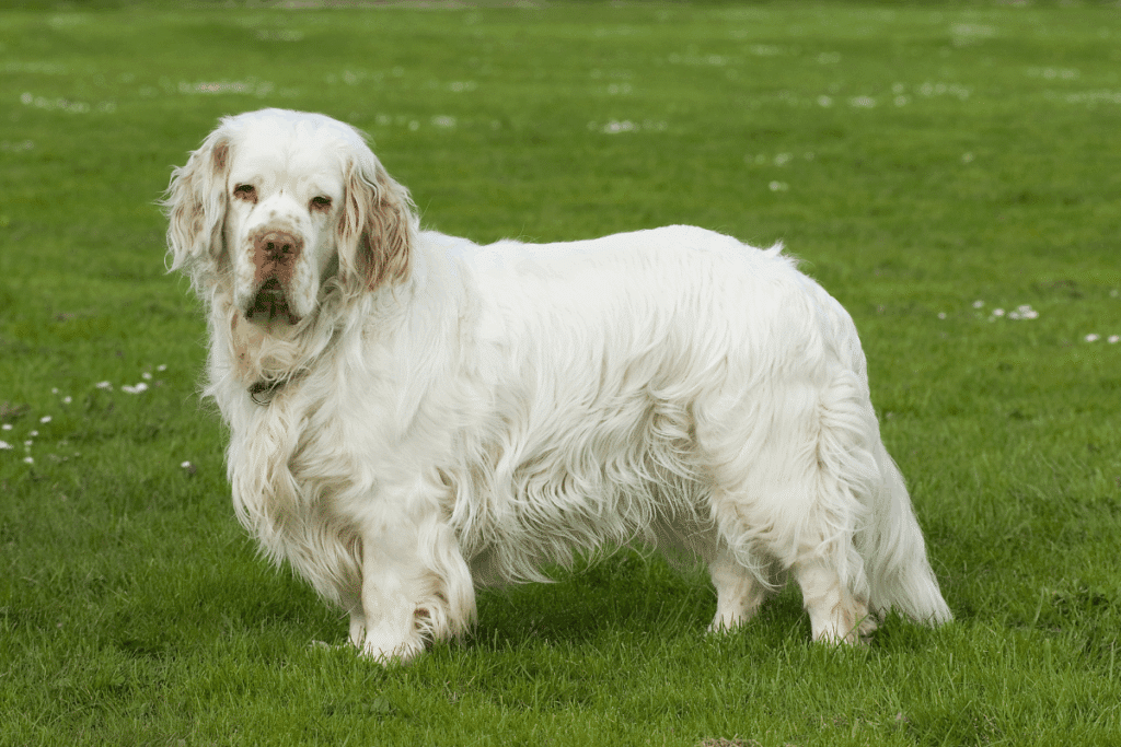 Cão da raça Clumber Spaniel de pelagem longa e predominantemente branca em pé num gramado verde. O cão possui porte físico robusto e olhar expressivo.