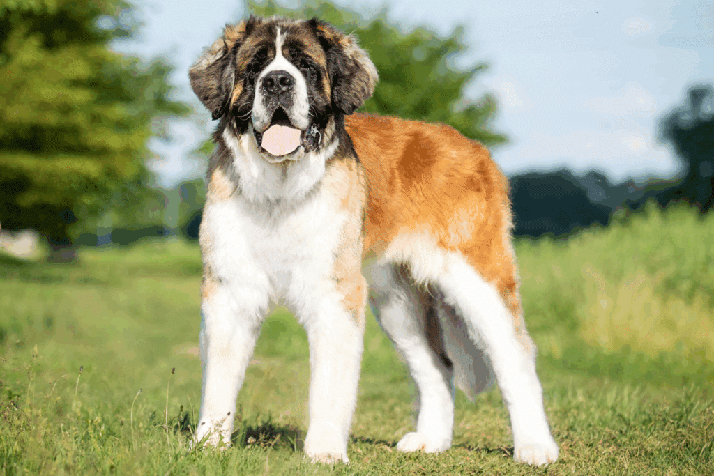 Cão da raça São Bernardo com pelagem densa nas cores branca, marrom e preta em pé num gramado. Ele tem a língua levemente para fora e olhar amigável.
