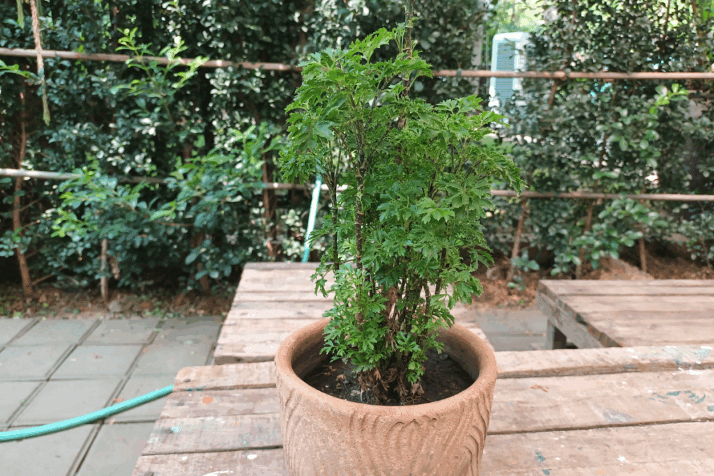 Árvore-da-felicidade plantada em um vaso de barro em um jardim com banco de madeira ao fundo
