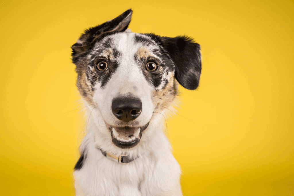 Billy, Marvin e mais: 8 nomes de “The Boys” para dar ao seu cachorro