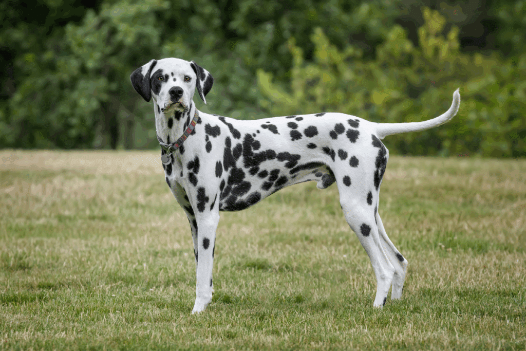 Cão da raça Dálmata de pelagem branca com manchas pretas em pé de perfil em um gramado ao ar livre.