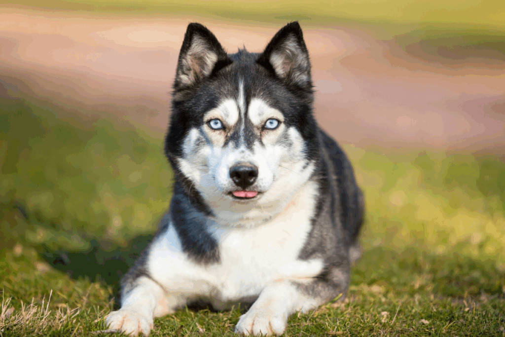Cão da raça husky siberiano de pelagem preta e branca com olhos azuis, deitado na grama e mostrando a ponta da língua.