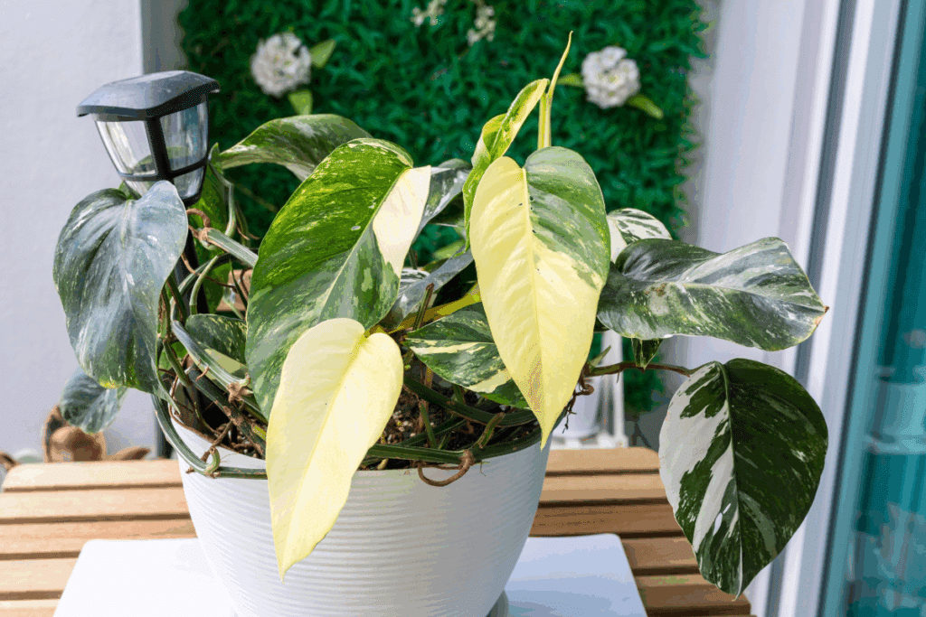 Vaso de planta branca com uma planta da espécie jiboia dentro em cima de mesa de madeira em varanda com plantas ao fundo